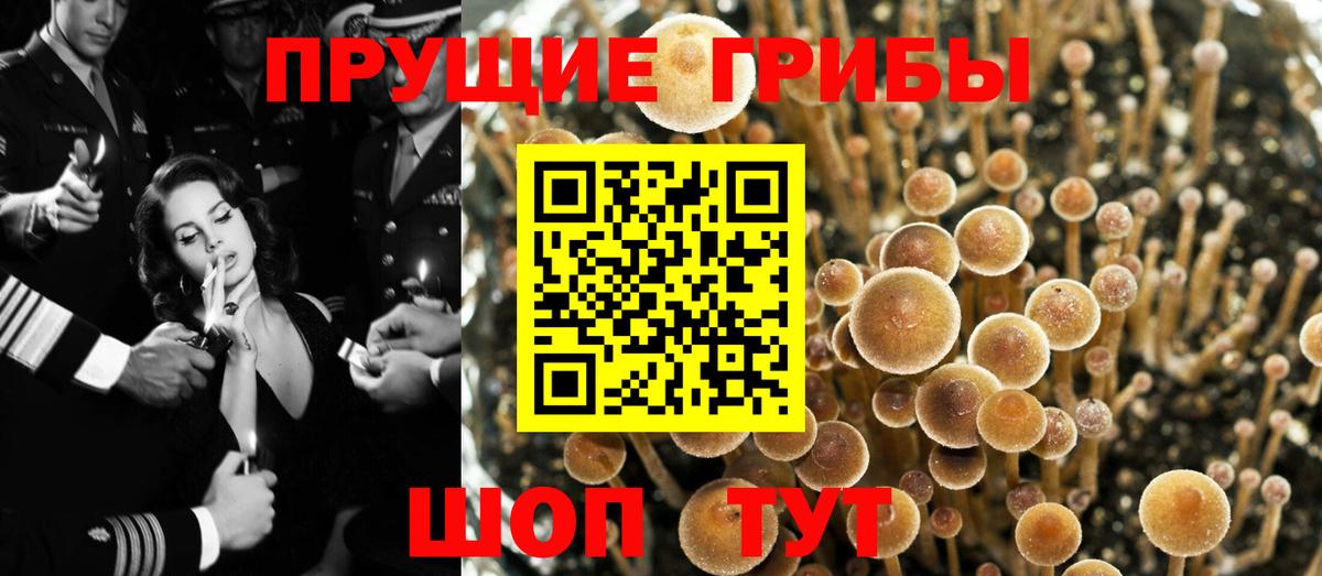 Касимов  Псилоцибиновые грибы GOLDEN TEACHER  Вход с VPN 